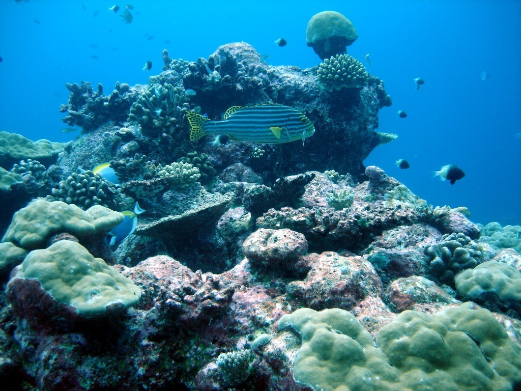 We need to look at a combination of measures to get the coral reefs and their fish through the danger period when the human community is undergoing development. To do this we need to promote strategies such as fisheries closures while at the same time tackling poverty as a root cause of the degradation of reefs and their fish stocks photo copyright ARC Centre of Excellence Coral Reef Studies http://www.coralcoe.org.au/ taken at  and featuring the  class