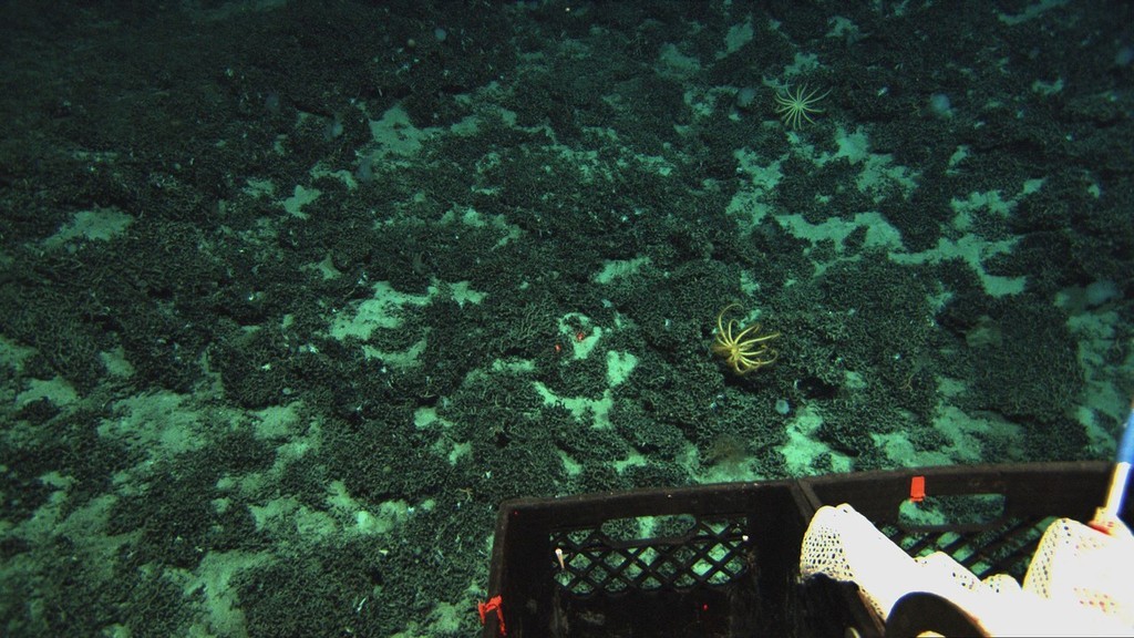 A dead-reef at 1575 metres, dated to approximately 10,000-20,000 years during the last glacial period, located in the Huon Marine Reserve. The low, black mounds are dead masses of the reef-forming coral Solenosmilia. The yellow basket-like animals on the reef are filter-feeding seastars called brisingoids. photo copyright Advanced Imaging and Visualization Laboratory WHOI taken at  and featuring the  class