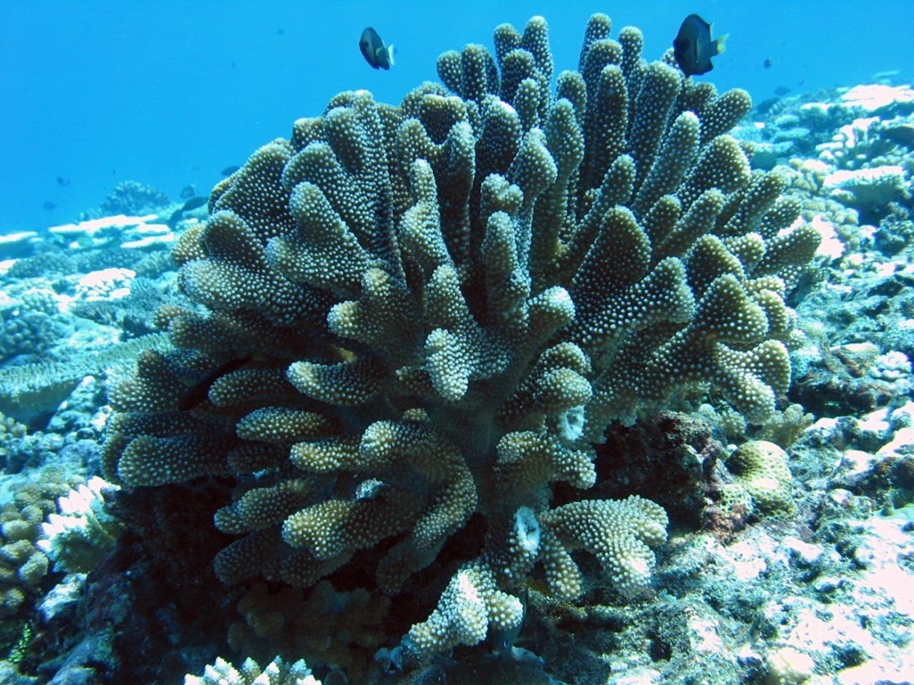 There is a surprisingly healthy coral reef community with high numbers of herbivorous fish on Tiahura Reef photo copyright ARC Centre of Excellence Coral Reef Studies http://www.coralcoe.org.au/ taken at  and featuring the  class
