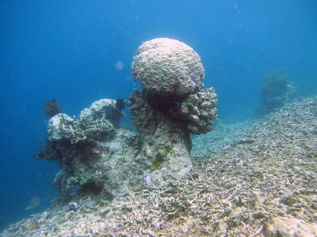 The evidence suggests reef systems are becoming more brittle, as a result of bleaching and disease. photo copyright ARC Centre of Excellence Coral Reef Studies http://www.coralcoe.org.au/ taken at  and featuring the  class