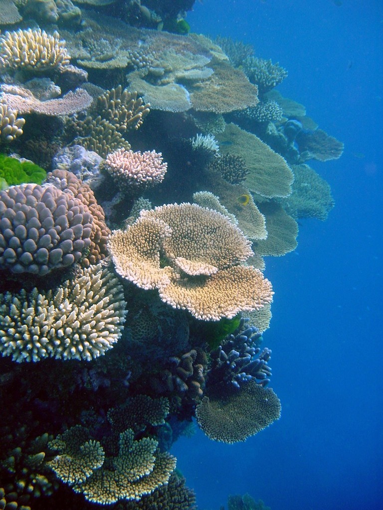 Healthy Reef with clear water and abundant corals. photo copyright ARC Centre of Excellence Coral Reef Studies http://www.coralcoe.org.au/ taken at  and featuring the  class
