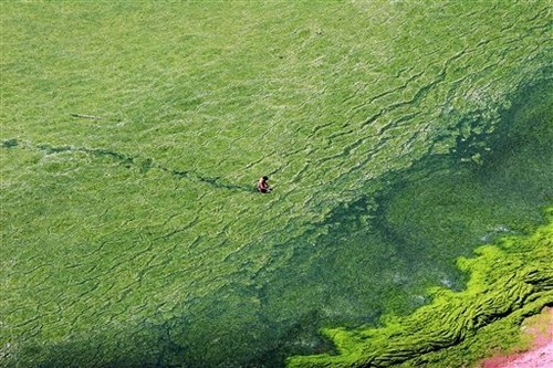 A man walks through blue-green algae at a beach in Qingdao, the host city for sailing events at the 2008 Olympic Games, in eastern China’s Shandong province Tuesday June 24, 2008 (Photo: AP Photo/EyePress) ©  SW