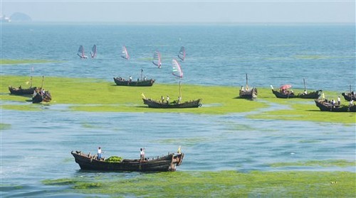 Workers clean up blue-green algae from the sea as windsurfers sail behind, at Qingdao, June 2008 ©  SW