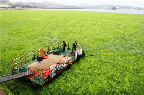 Chinese men stand on a barge surrounded by blue-green algae that choked up the coastline of Qingdao, the host city for sailing events at the 2008 Olympic Games, in eastern China’s Shandong province Tuesday June 24, 2008 (Photo: AP Photo/EyePress) ©  SW