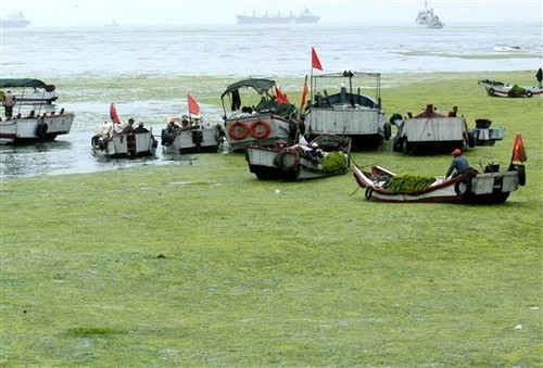 Chinese workers try to remove a seaweed bloom that choked up the coastline of Qingdao, the host city of marine sporting events of the Beijing 2008 Olympic Games, in eastern China’s Shandong province Tuesday June 24, 2008. (Photo: AP Photo/EyePress) ©  SW