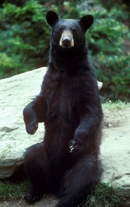 Black Bear in the wild photo copyright SW taken at  and featuring the  class