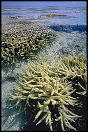 Earth bleached coral reef photo copyright SW taken at  and featuring the  class