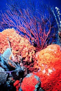 Earth coral reefs photo copyright SW taken at  and featuring the  class