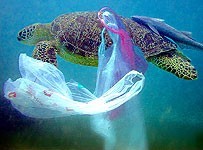 Gyre turtle caught in plastic photo copyright SW taken at  and featuring the  class