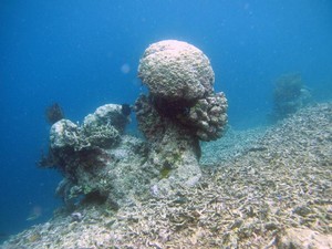 The evidence suggests reef systems are becoming more brittle, as a result of bleaching and disease photo copyright ARC Centre of Excellence Coral Reef Studies http://www.coralcoe.org.au/ taken at  and featuring the  class