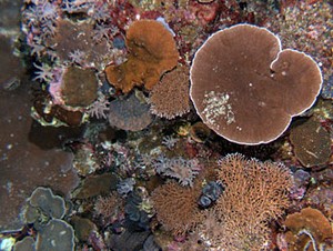 Image captured by the AUV during a dive in 2009, which illustrate the variety of coral communities on the sea floor. photo copyright IMOS taken at  and featuring the  class