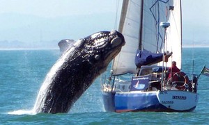 Whale breaching beside the yacht, pictured just seconds before it crashed onto the yacht causing heaving damage - photo from Universal News And Sport photo copyright SW taken at  and featuring the  class