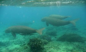 dugong photo copyright SW taken at  and featuring the  class