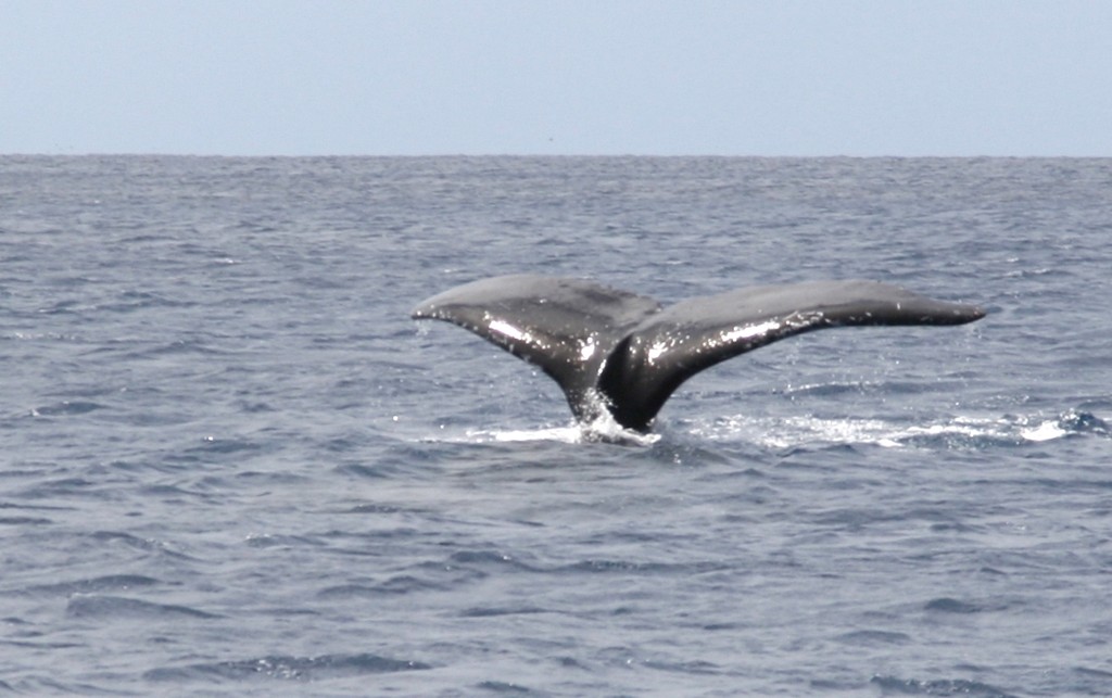 Whales ahoy in August in Tonga photo copyright Maggie Joyce http://marinerboating.com.au taken at  and featuring the  class