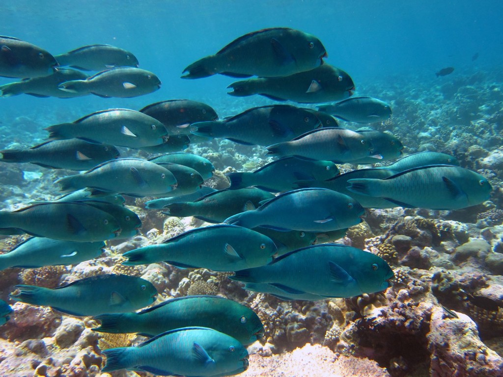 A school of excavating parrotfish Chlorurus enneacanthus photo copyright ARC Centre of Excellence Coral Reef Studies http://www.coralcoe.org.au/ taken at  and featuring the  class