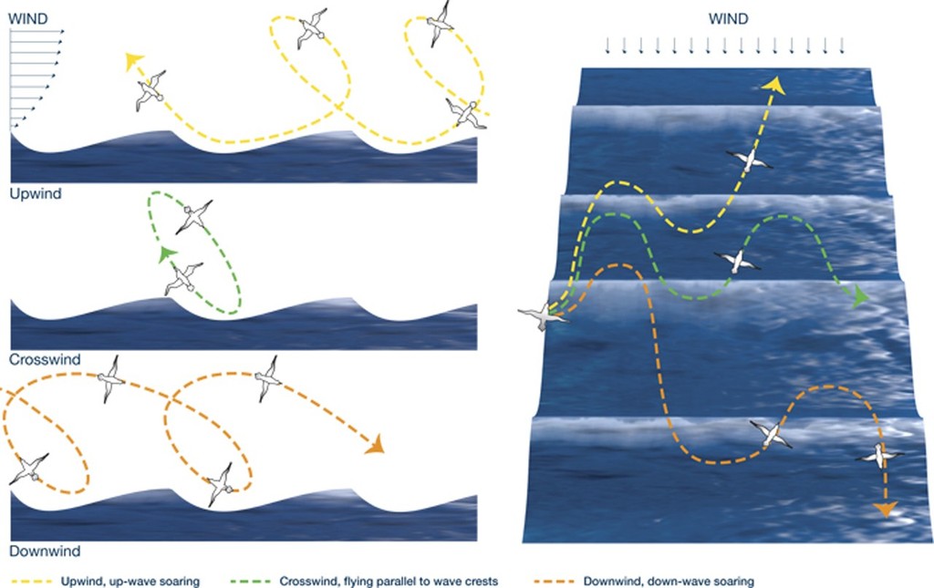 Albatrosses extract energy from winds to soar, as seen in these diagrammatic views from the side (left) and from overhead (right). Above a wave, winds blow progressively faster the higher you ascend. As albatrosses rise at an angle from a relatively windless wave trough, they cross a boundary into an area of brisk winds. They abruptly gain airspeed, giving them a burst of kinetic energy that allows them to climb to heights of 10 to 15 meters above the ocean. Then they bank downwind and swoop dow photo copyright WHOI Graphic Services taken at  and featuring the  class