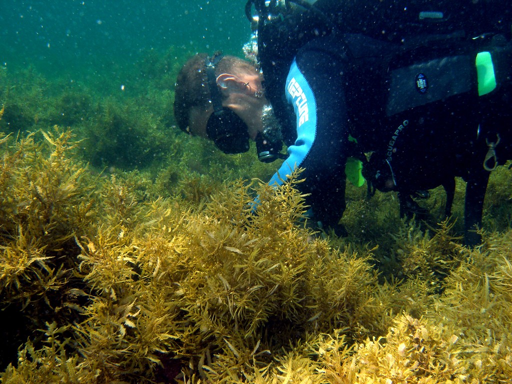 Collecting weed photo copyright ARC Centre of Excellence Coral Reef Studies http://www.coralcoe.org.au/ taken at  and featuring the  class