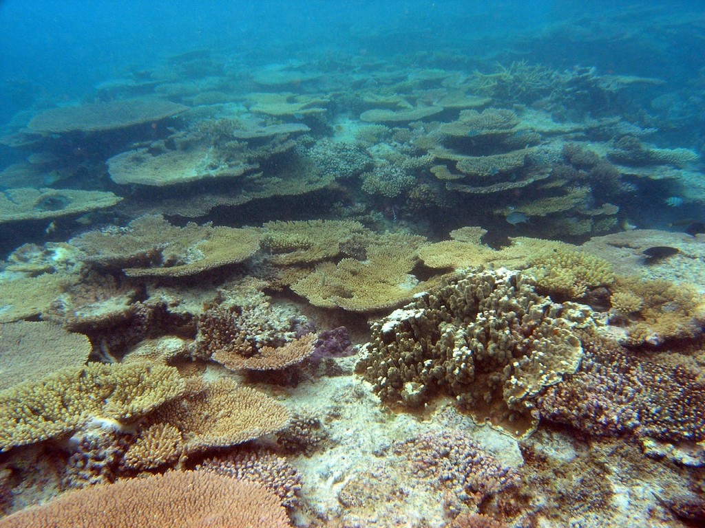 Diverse reef community. Oyster Island, Santo, Vanuatu. Photo courtesy of K-le Gomez. 
 
 photo copyright ARC Centre of Excellence Coral Reef Studies http://www.coralcoe.org.au/ taken at  and featuring the  class