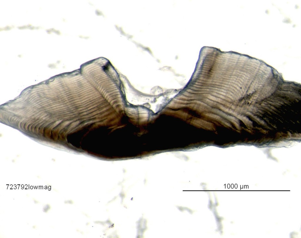 Sectioned banded morwong otolith showing growth rings. Image credit – IMAS photo copyright University of Tasmania taken at  and featuring the  class