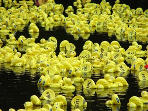 Entrants in the fourth Great NZ Englefield Charity Duck Race battle it out for lead position at the start of the race on Sunday. - The Great NZ Englefield Charity Duck Race photo copyright Genevieve Howard taken at  and featuring the  class