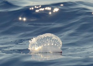 Sailing Jellyfish photo copyright David and Heather Churcher taken at  and featuring the  class