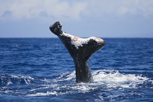 Humpback Whale with severely injured fluke (due to entanglement with heavy fishing gears or a boat strike?), Megaptera novaeangliae, Hawaii, Pacific Ocean. photo copyright  SW taken at  and featuring the  class
