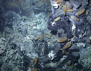 Shortly after an eruption, vent life replenishes itself through the settlement of larvae sometimes from distant sources. Small tubeworms (tevnia) and limpet gastropods begin to cover the new glassy basalt crust. photo copyright Woods Hole Oceanographic Institution (WHOI) http://www.whoi.edu/ taken at  and featuring the  class