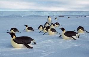 Emperor penguins close up photo copyright British Antarctic Survey http://www.antarctica.ac.uk taken at  and featuring the  class