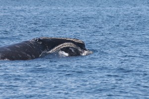 A North Atlantic right whale head, with blowholes and roughened patches of skin called callosities clearly visible on the top of the head.  Callosities can also be seen on the side of the head; these are actually at the margin of the whale's lower lip, which covers most of the side of the whale's head. (Mark Baumgartner's lab, Woods Hole Oceanographic Institution) photo copyright Woods Hole Oceanographic Institution (WHOI) http://www.whoi.edu/ taken at  and featuring the  class