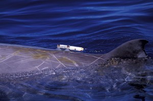 WHOI's Peter Tyack and other scientists kept track of some of the beaked whales like this by means of a Dtag. The novel archival tag has been developed to monitor the behavior of marine mammals, and their response to sound, continuously throughout the dive cycle. The tag contains a large array of solid-state memory and records continuously from a built-in hydrophone and suite of sensors. (Photo by Todd Pusser, taken under NMFS permit 14241) 
 
 photo copyright Woods Hole Oceanographic Institution (WHOI) http://www.whoi.edu/ taken at  and featuring the  class