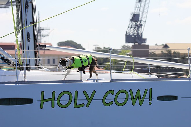 Holy cow - no it’s a dog. ©  John Curnow