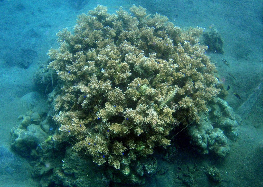 One of the 30 experimental reefs constructed by researchers for the study. Initially, each reef offered 1m2 of live coral habitat and researchers then simulated the effects of a disturbance by reducing live coral cover by 75% and/or breaking apart the reef into three smaller fragments photo copyright Mary Bonin http://www.coralcoe.org.au/ taken at  and featuring the  class