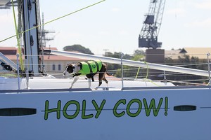 Holy cow - no it's a dog. - John Curnow photo copyright  John Curnow taken at  and featuring the  class