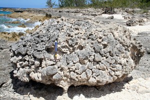 Researchers sampled and dated corals from two fossil reefs of different ages on the islands of Great Inagua and San Salvador, in the Bahamas. This photo shows a large individual fossil coral from the younger reef, which grew directly on the remains of an older generation of similar corals. The two reefs are separated by a wave-cut surface, also visible in the photo, which was eroded in the swash zone after sea level fell. Since both generations of corals grew in about 3 m of water, and the wave- photo copyright  H. A. Curran, Smith College taken at  and featuring the  class