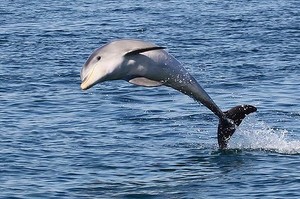 Dolphin - new species photo copyright  SW taken at  and featuring the  class