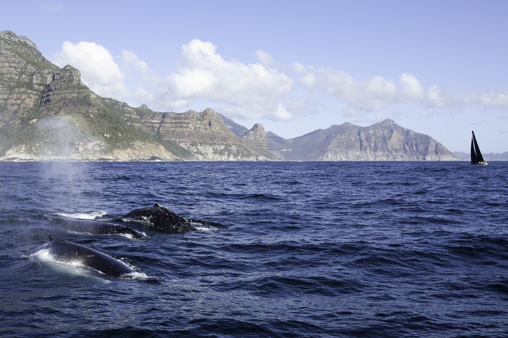 Three humpback whales escort the team from Cape Town. PUMA Ocean Racing powered by BERG during leg 2 of the Volvo Ocean Race 2011-12, from Cape Town, South Africa to Abu Dhabi, UAE. (Credit: Amory Ross/PUMA Ocean Racing/Volvo Ocean Race) photo copyright Amory Ross/Puma Ocean Racing/Volvo Ocean Race http://www.puma.com/sailing taken at  and featuring the  class