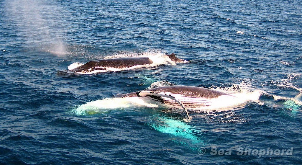 Humpbacks Whales - Gold Coast Australia © Sea Shepherd Conservation Society - copyright http://www.seashepherd.org