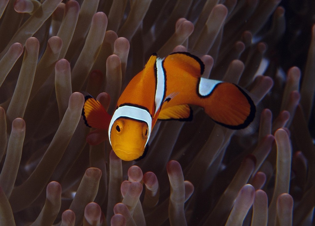 Clown fish pair - Photo courtesy of Dr Simon Foale photo copyright ARC Centre of Excellence Coral Reef Studies http://www.coralcoe.org.au/ taken at  and featuring the  class
