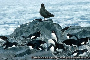 Brown skua and Adelie penguins. Basically fish-eaters brown skuas are also predators and scavengers. photo copyright British Antarctic Survey http://www.antarctica.ac.uk taken at  and featuring the  class