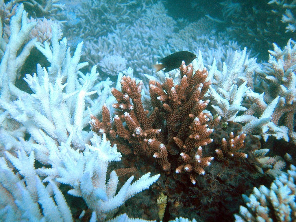 If susceptible table and branching species are replaced by mound-shaped corals, it would leave fewer nooks and crannies where fish shelter and feed. photo copyright ARC Centre of Excellence Coral Reef Studies http://www.coralcoe.org.au/ taken at  and featuring the  class