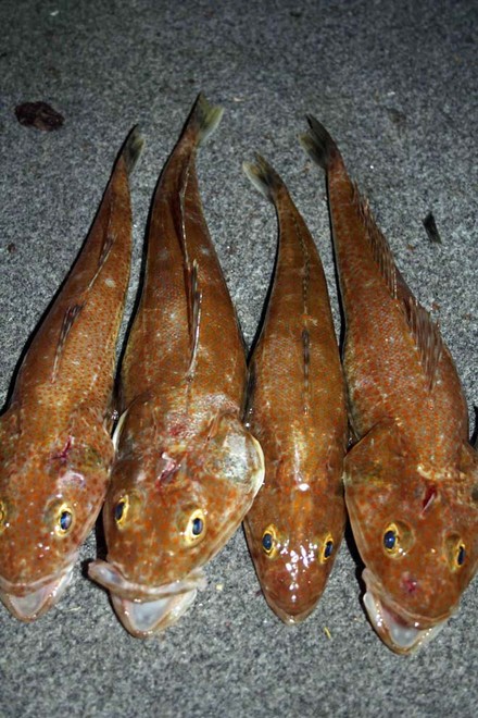 Some of the nice fat tiger Flathead we managed during the night. ©  Jarrod Day www.jarrodday.com