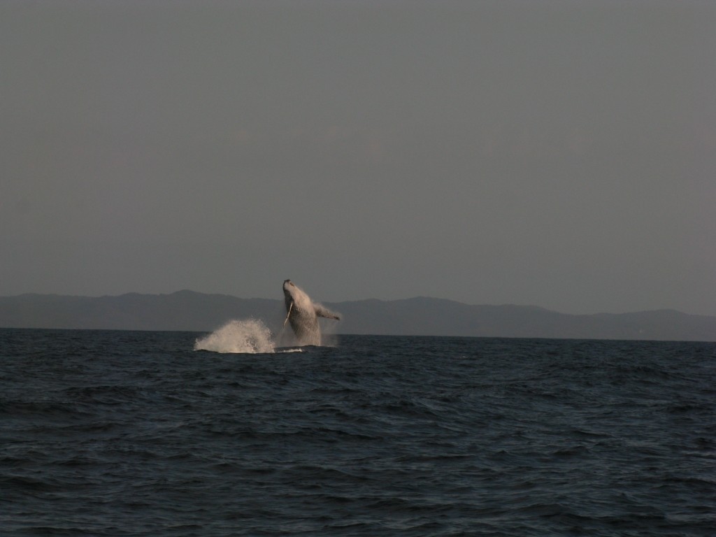 Whales were in abundance on the journey north photo copyright Stephen Milne taken at  and featuring the  class