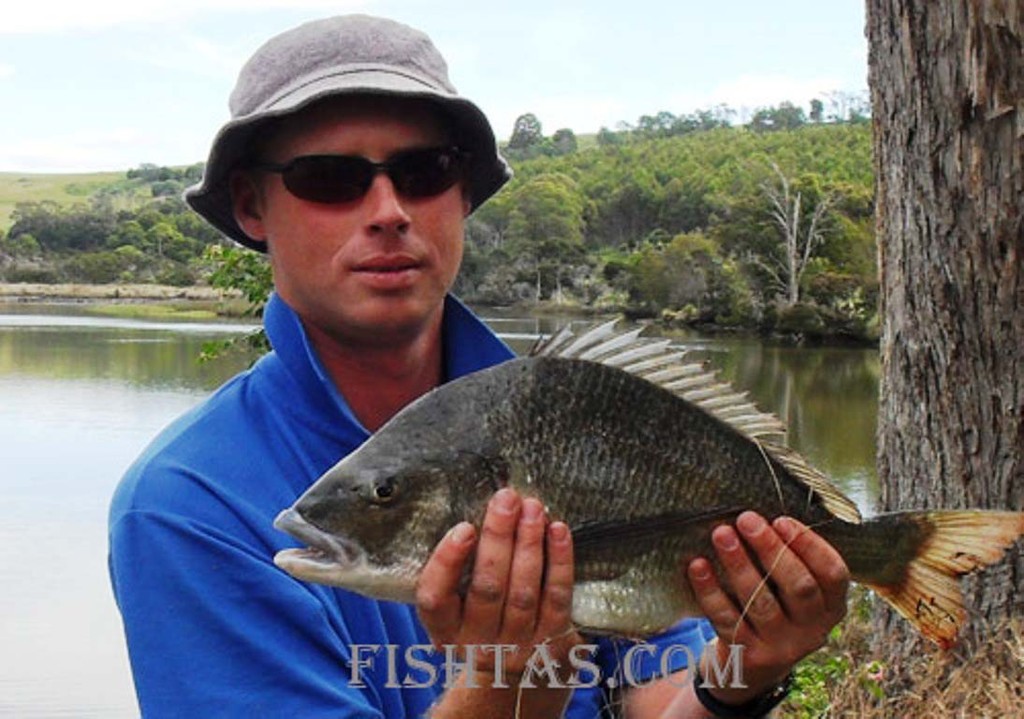 Big bream from the Rubicon River. © Carl Hyland