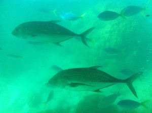 Giant Trevally with Blue and Yellow Fusiliers on the reef at Green Island. photo copyright  John Curnow taken at  and featuring the  class