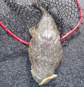 Dusky flathead and soft plastics go hand in hand photo copyright Gary Brown taken at  and featuring the  class