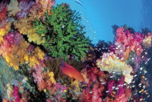 Australia - the Great Barrier Reef itself is full of colour and wonder for snorkellers and divers photo copyright  SW taken at  and featuring the  class