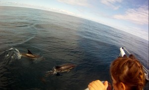 Babies on board - watching dolphins in the Southern Ocean photo copyright  SW taken at  and featuring the  class