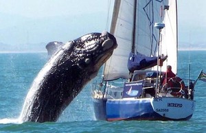Photo of breaching whale on sailing boat two years ago was captured by photographer photo copyright  SW taken at  and featuring the  class