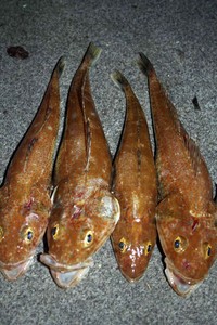 Some of the nice fat tiger Flathead we managed during the night. photo copyright  Jarrod Day www.jarrodday.com taken at  and featuring the  class