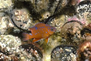 Many disused platforms in the GoM are home to Garibaldi fish photo copyright Bob Wohlers / Lovelab taken at  and featuring the  class